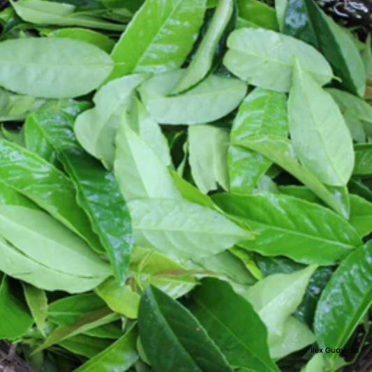 Ilex guayusa – Ett traditionellt brasilianskt te-blad från Amazonas