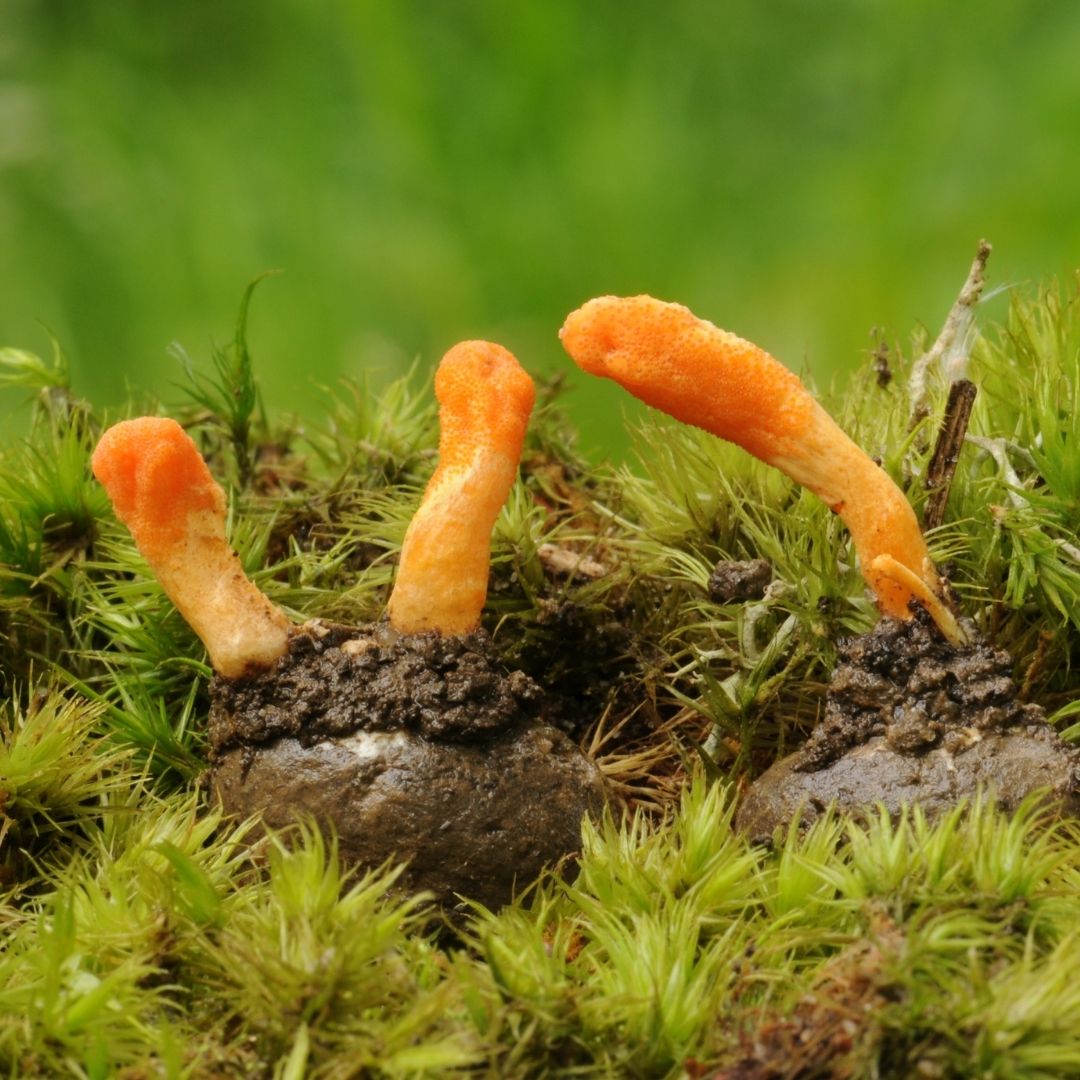 Cordyceps