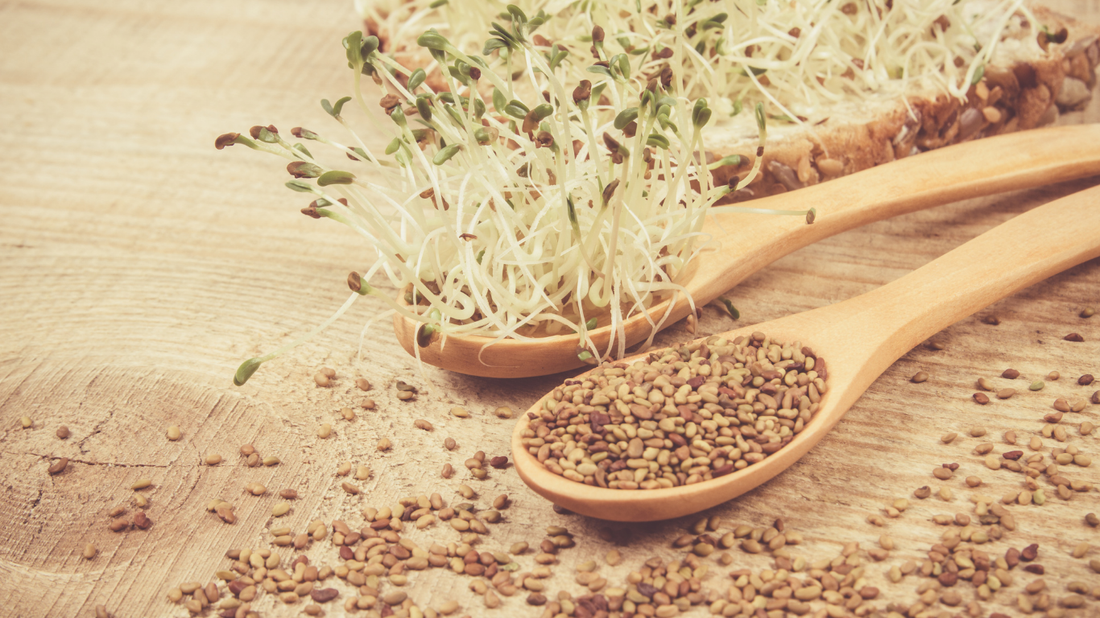 Alfalfagroddar – näringsrik supergrodd för kvinnor i alla livsfaser