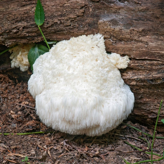 Lions Mane