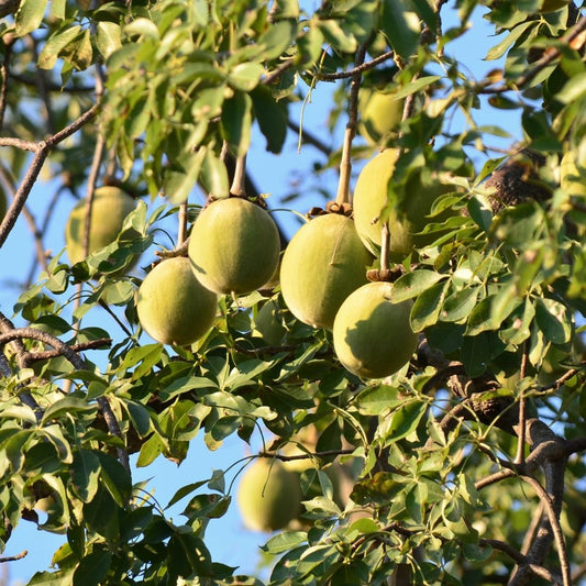 Baobab