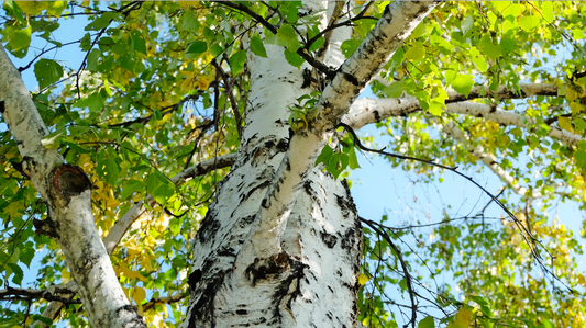 Bli av med pollenallergi på naturlig väg